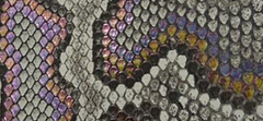 Iridescent Painted Python